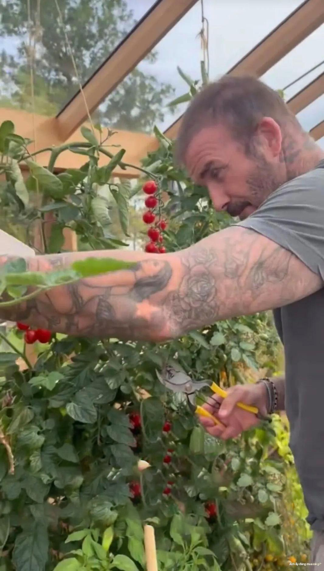 David Beckham "bỏ phố về quê", trồng rau nuôi gà, tận hưởng cuộc sống bình dị giữa điền trang triệu đô - Ảnh 12.