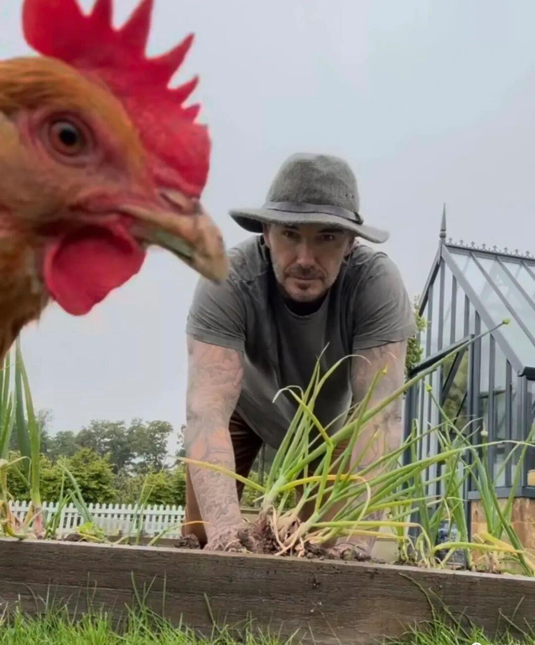 David Beckham "bỏ phố về quê", trồng rau nuôi gà, tận hưởng cuộc sống bình dị giữa điền trang triệu đô - Ảnh 15.