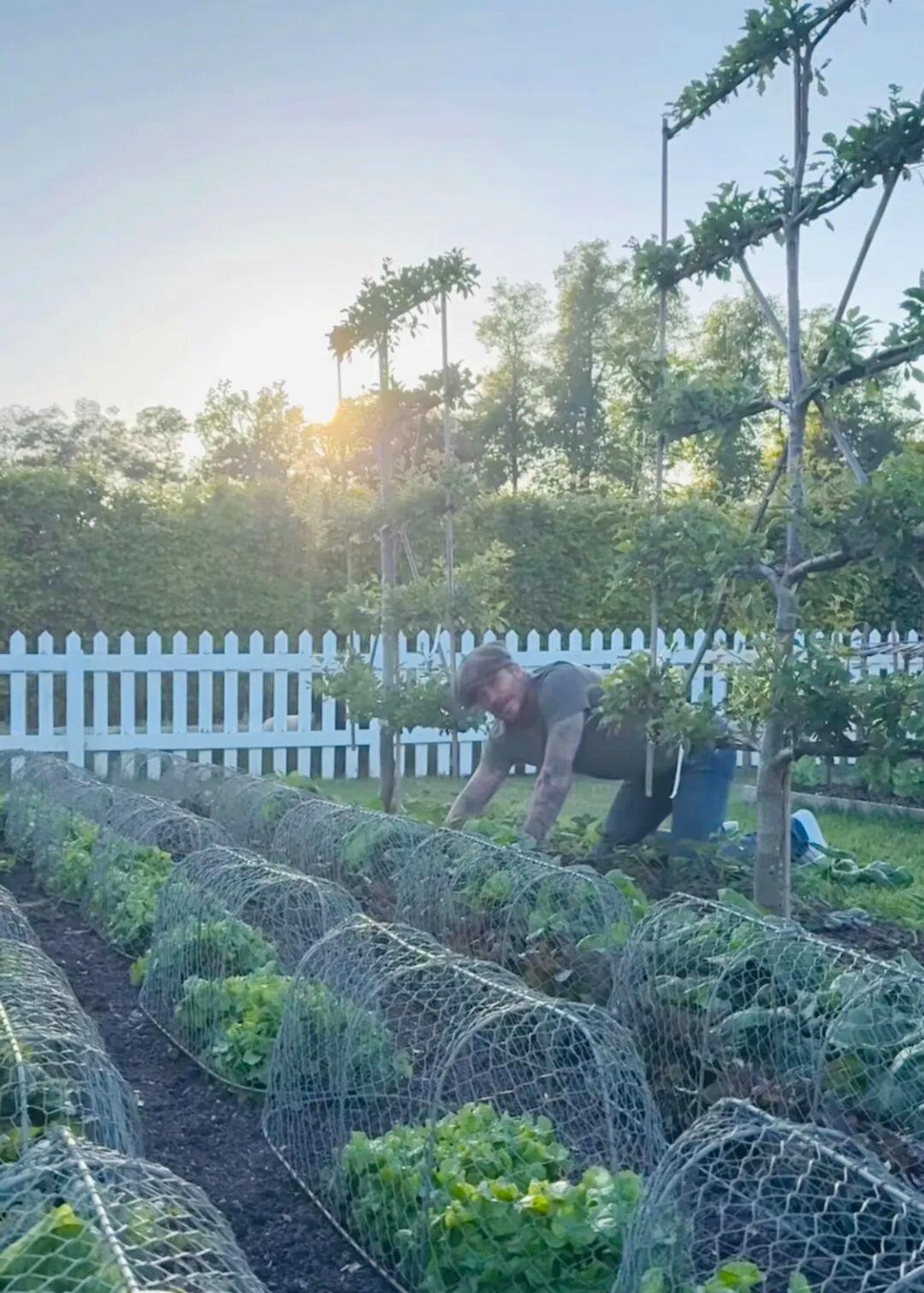 David Beckham "bỏ phố về quê", trồng rau nuôi gà, tận hưởng cuộc sống bình dị giữa điền trang triệu đô - Ảnh 9.