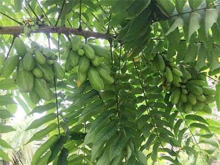 Thứ quả chua gắt xưa rụng đầy không ai ngó ngàng, nay thành món đặc sản khoái khẩu, nhiều công dụng - Ảnh 1.