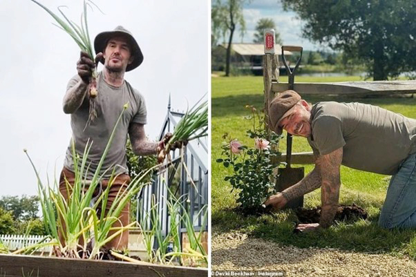 David Beckham "bỏ phố về quê", trồng rau nuôi gà, tận hưởng cuộc sống bình dị giữa điền trang triệu đô - Ảnh 5.