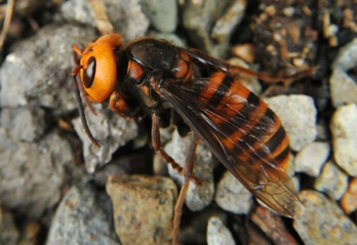 Hai người đàn ông tử vong, bác sĩ sốc nặng khi phát hiện "bí mật" đáng sợ - Ảnh 2.