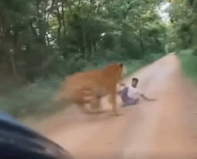Hổ dữ lao ra vồ người đàn ông ở giữa đường và sự thật bất ngờ- Ảnh 1. Hổ dữ lao ra vồ người đàn ông ở giữa đường và sự thật bất ngờ- Ảnh 1.