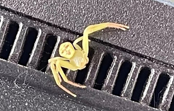 Xuất hiện "nhện mặt người" gây xôn xao cộng đồng mạng - Ảnh 1.