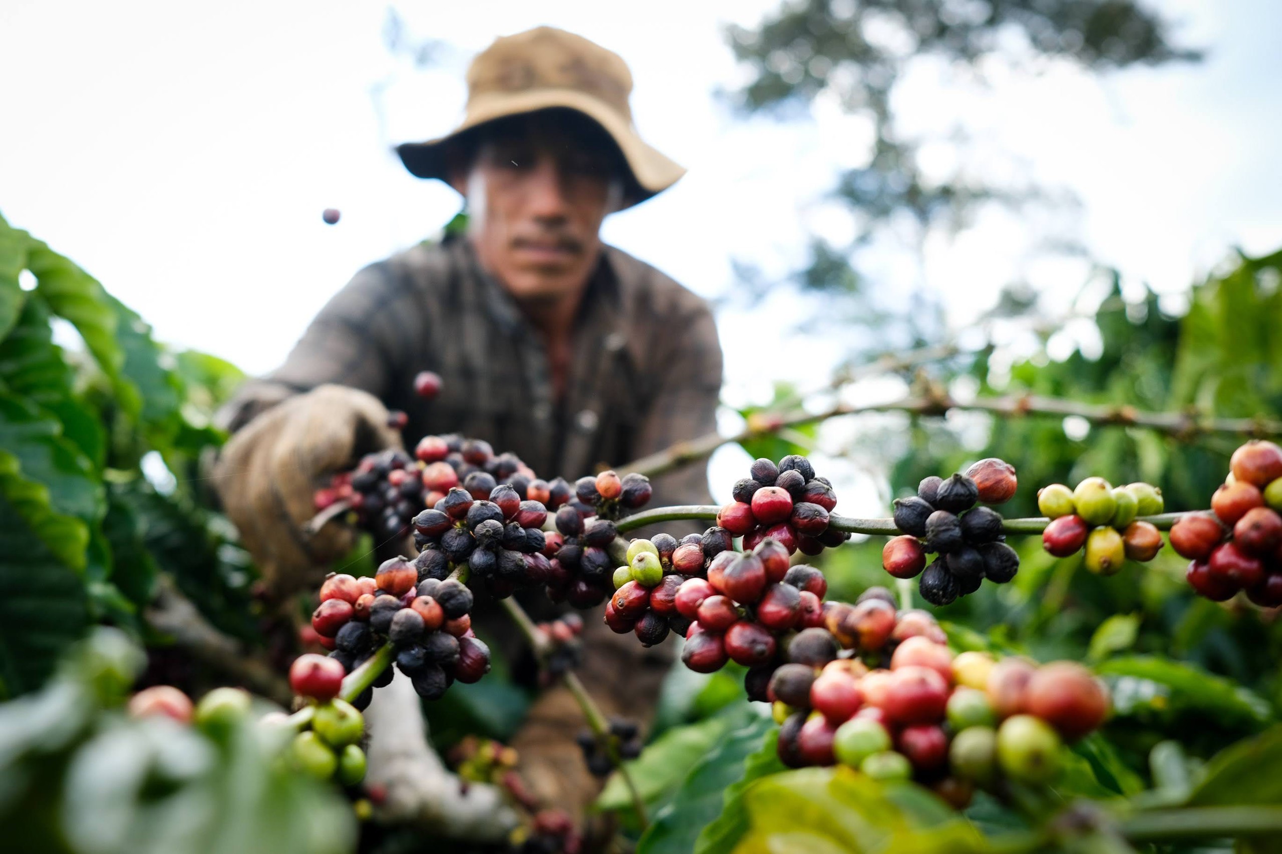 Nông lâm thủy sản tăng trưởng ổn định, xuất khẩu 10 tháng đạt hơn 58 tỷ USD - Ảnh 2.