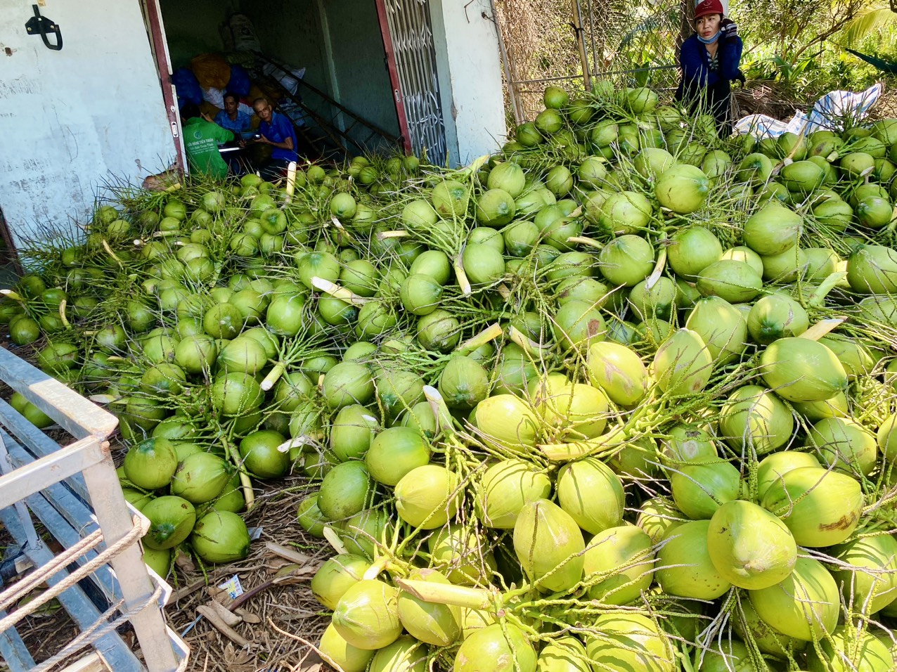 Việt Nam hướng tới thương hiệu dừa xanh, an toàn và giảm phát thải- Ảnh 2. Việt Nam hướng tới thương hiệu dừa xanh, an toàn và giảm phát thải- Ảnh 2.