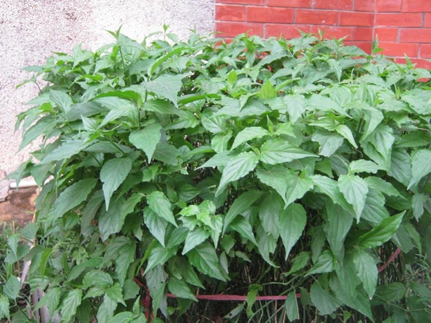 Loại cây dại trước làm hàng rào, nay thành đặc sản nức tiếng vừa ngon vừa tốt cho sức khỏe - Ảnh 1.
