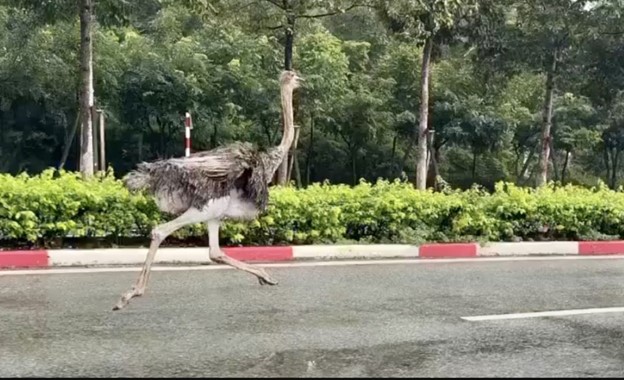 Bắt giữ chim đà điểu chạy rông gây mất an toàn giao thông để tìm chủ nhân - Ảnh 1.