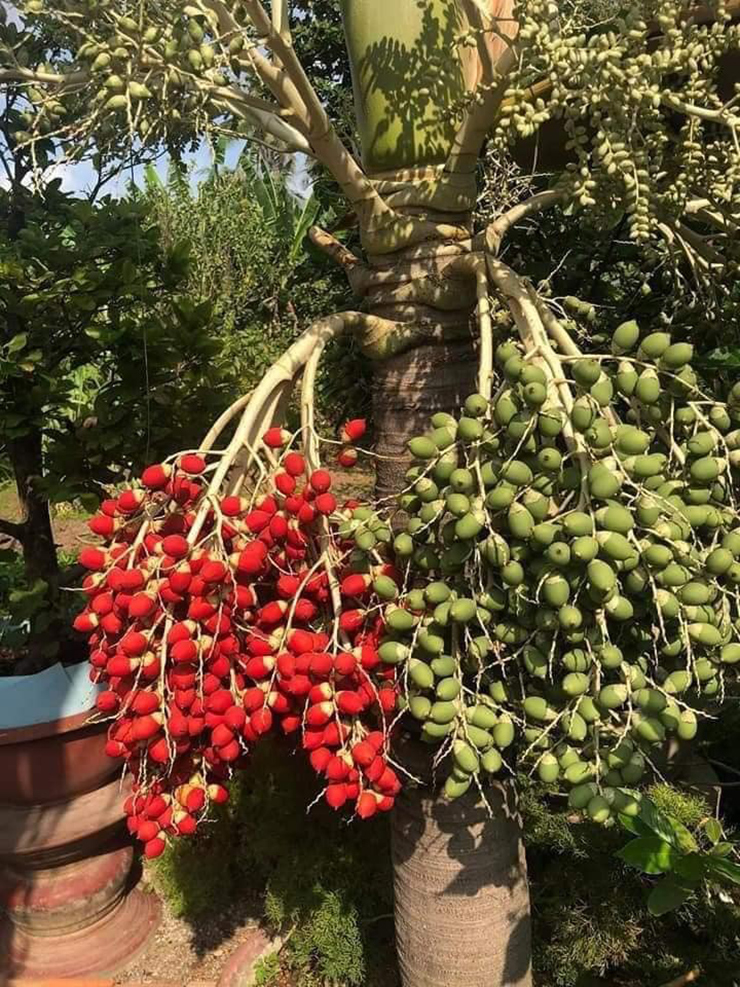 Loại quả xưa chỉ bỏ đi nay thành đặc sản độc đáo, nhiều tác dụng với sức khỏe - Ảnh 1.