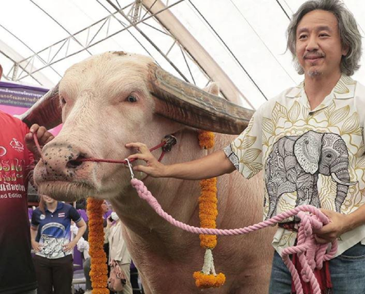 Bán con trâu có màu "lạ", người đàn ông "ôm" 12 tỷ đồng - Ảnh 2.