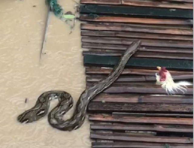 Người dân sốc nặng khi thấy cảnh tượng đáng sợ trong dòng nước lũ - Ảnh 1.