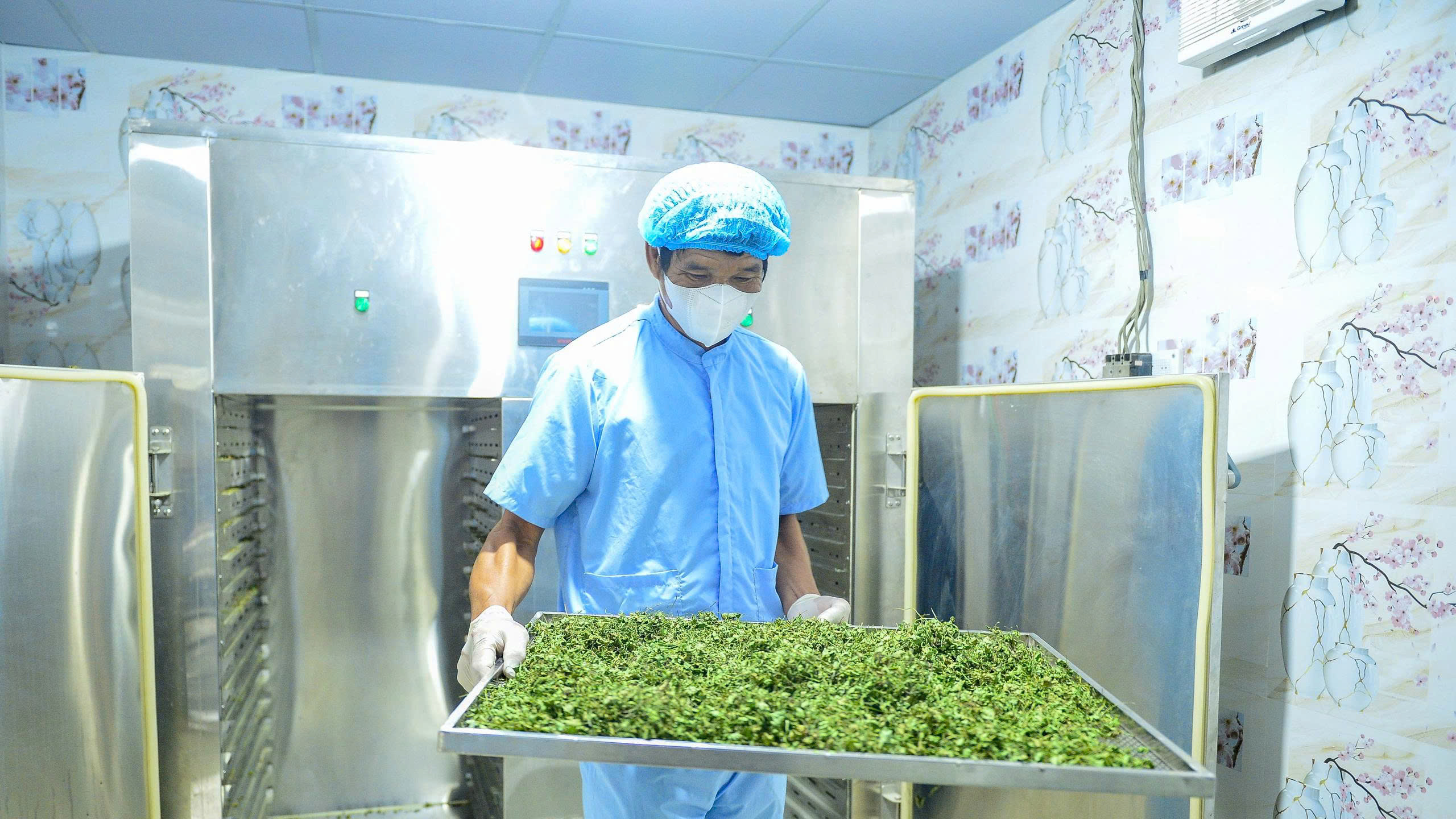 Ý tưởng khởi nghiệp của lão nông Thanh Hóa: Biến loài rau dại thành cây làm giàu- Ảnh 2. Ý tưởng khởi nghiệp của lão nông Thanh Hóa: Biến loài rau dại thành cây làm giàu- Ảnh 2.