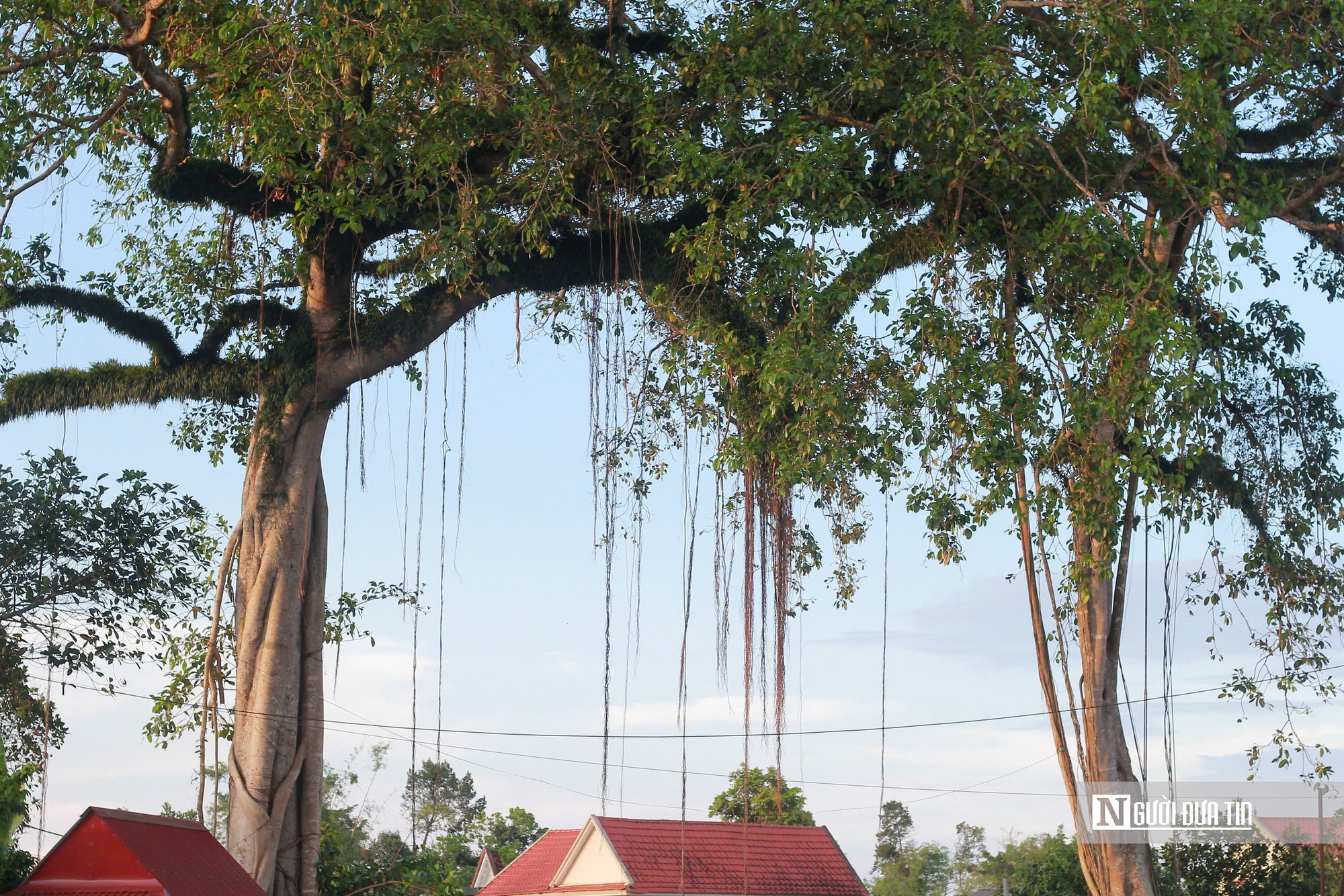 Chiêm ngưỡng “cổng làng tự nhiên” từ cây đa hàng trăm năm tuổi ở Hà Tĩnh- Ảnh 1.