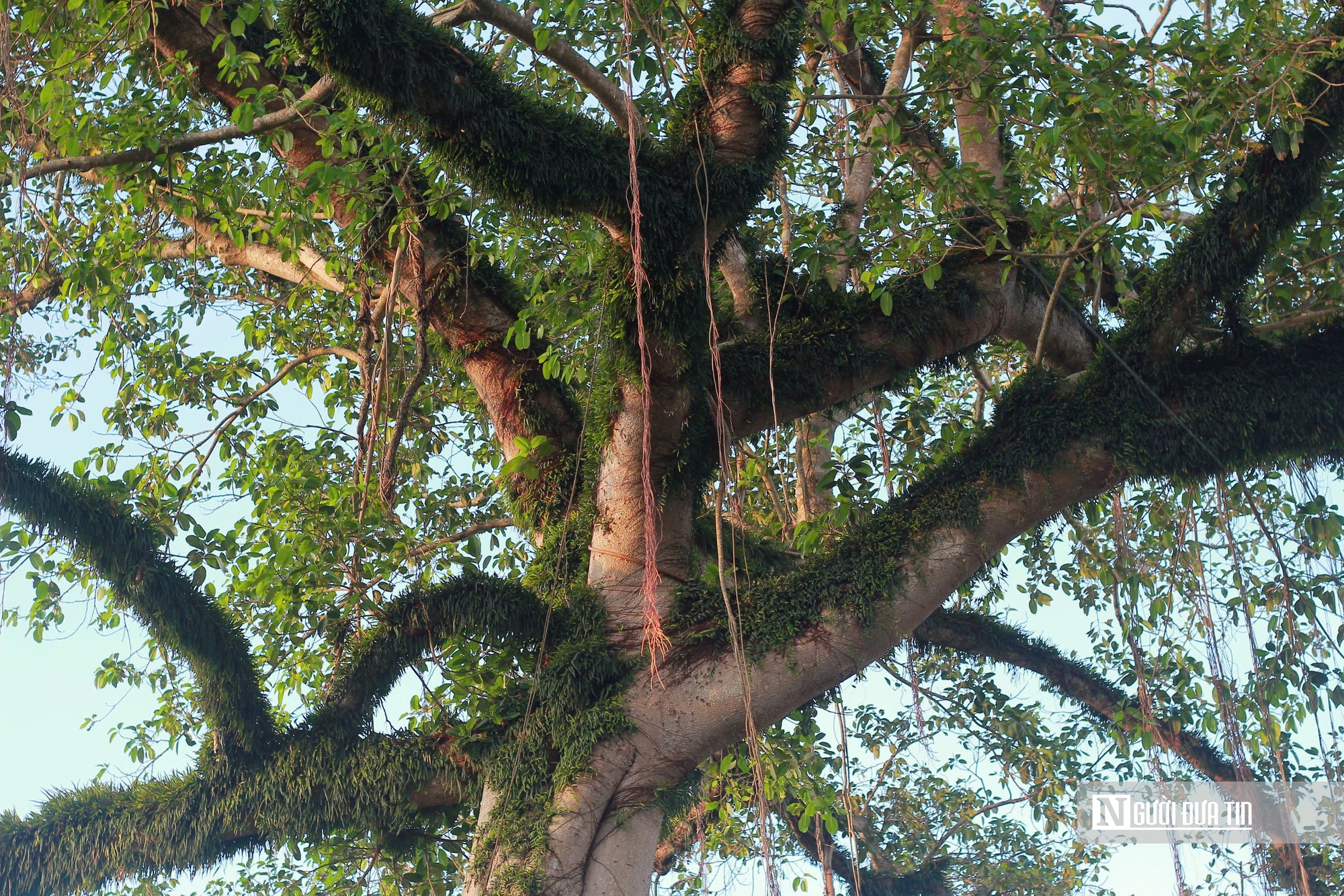 Chiêm ngưỡng “cổng làng tự nhiên” từ cây đa hàng trăm năm tuổi ở Hà Tĩnh- Ảnh 2.