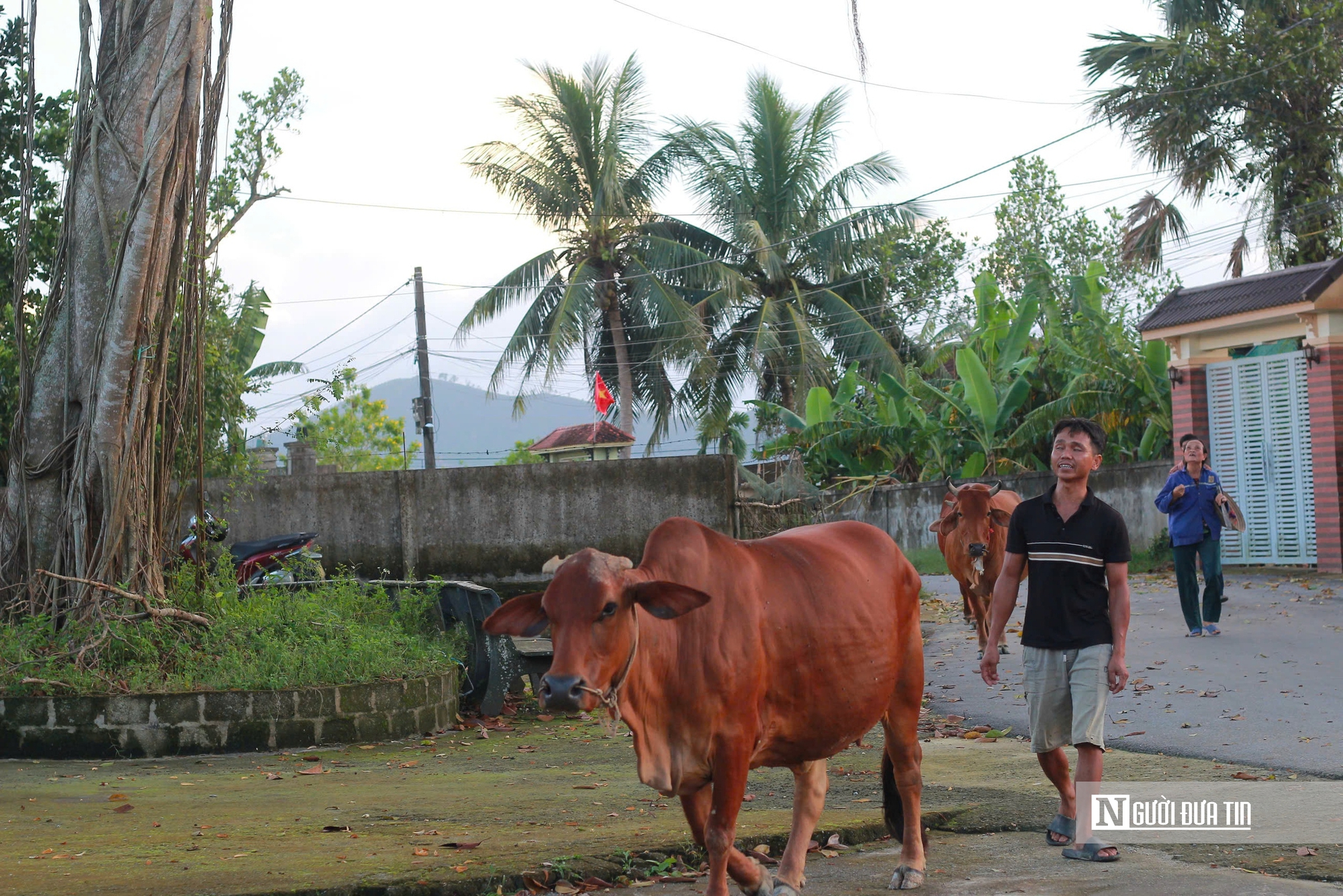 Chiêm ngưỡng “cổng làng tự nhiên” từ cây đa hàng trăm năm tuổi ở Hà Tĩnh- Ảnh 3.