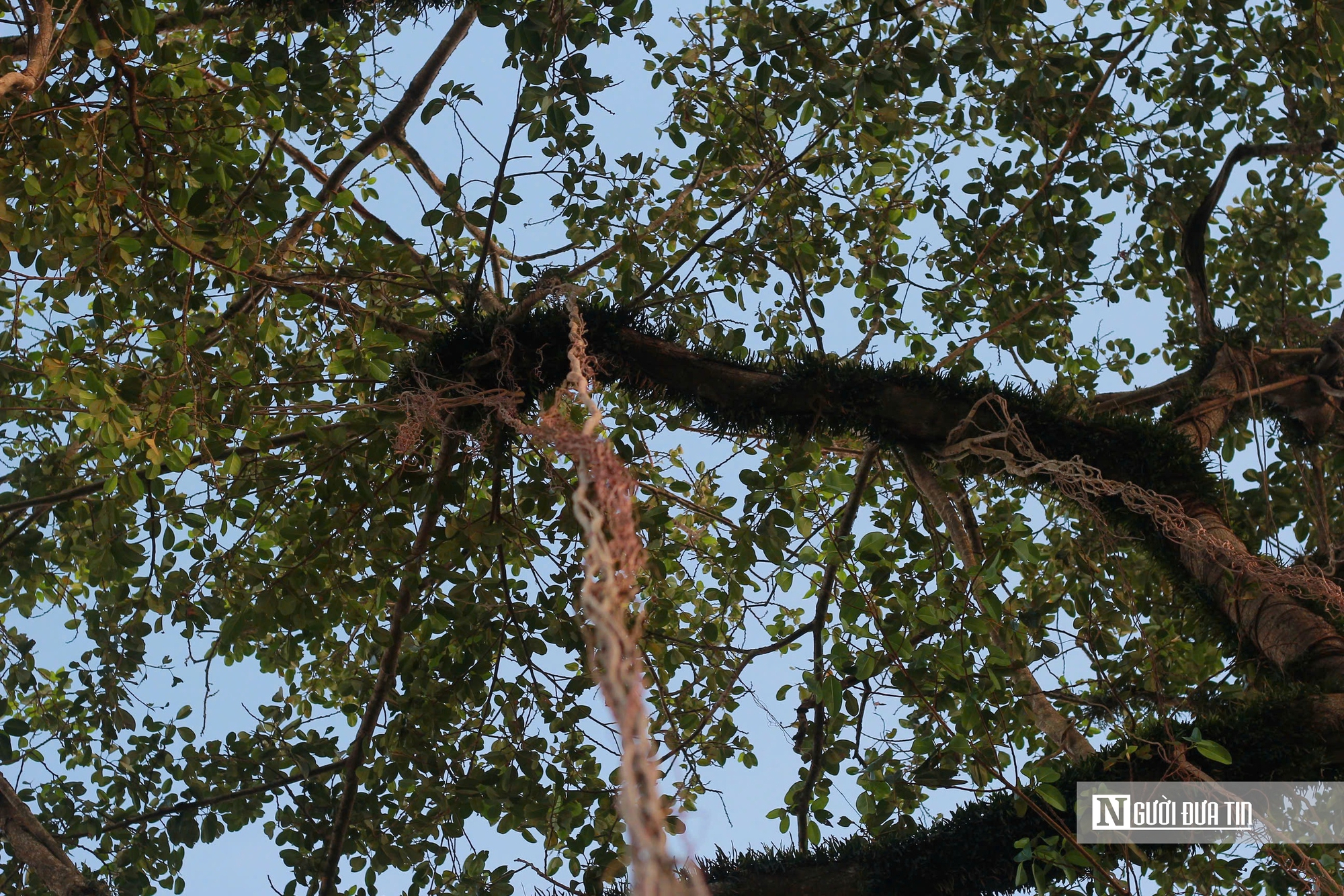 Chiêm ngưỡng “cổng làng tự nhiên” từ cây đa hàng trăm năm tuổi ở Hà Tĩnh- Ảnh 6.