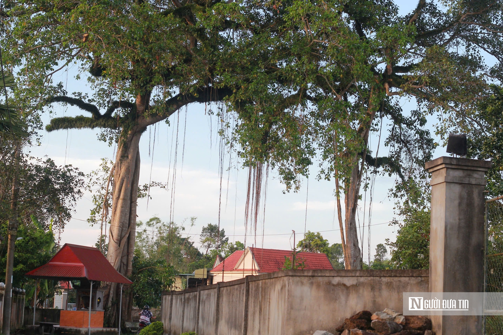 Chiêm ngưỡng “cổng làng tự nhiên” từ cây đa hàng trăm năm tuổi ở Hà Tĩnh- Ảnh 7.