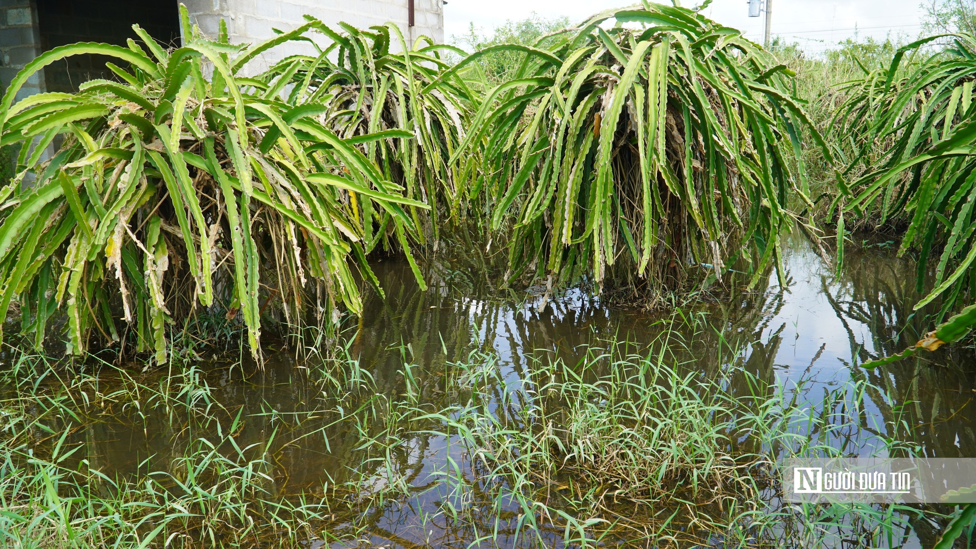 Người cao tuổi ở Lâm Đồng: "Cả đời tôi chưa bao giờ thấy ngập lụt như thế này"- Ảnh 10. Người cao tuổi ở Lâm Đồng: "Cả đời tôi chưa bao giờ thấy ngập lụt như thế này"- Ảnh 10.