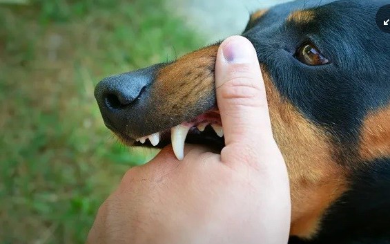 Trị ch&oacute; cắn theo c&aacute;ch "lạ đời", người đ&agrave;n &ocirc;ng 66 tuổi tử vong - Ảnh 2.