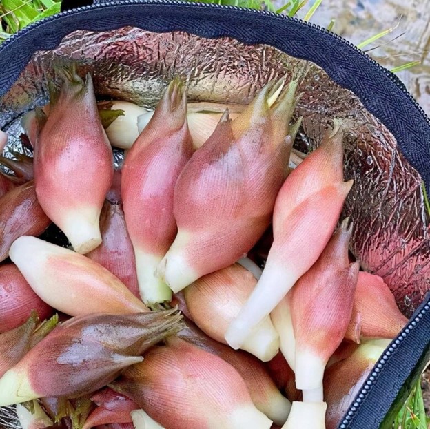 "Nhân sâm châu Á" - Loại rau rừng kỳ lạ, bổ dưỡng - Ảnh 5.