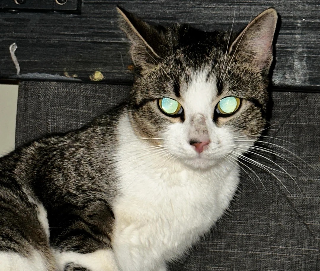 Phát hiện bất ngờ trong bệnh viện bỏ hoang - Ảnh 4.