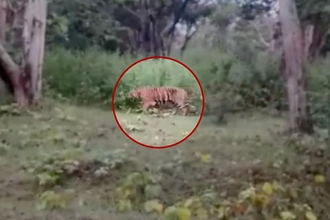 Đi chăn gia súc, người đàn ông 60 tuổi bị hổ dữ vồ tử vong - Ảnh 1.