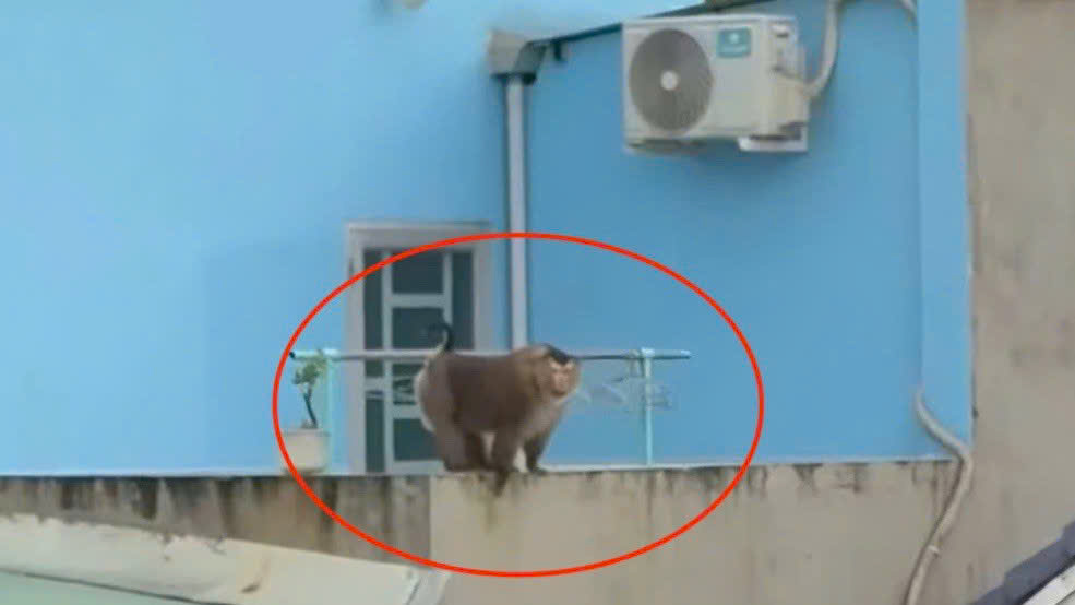 Khỉ hoang lao vào quán ăn tấn công khách ở Đồng Nai: Chủ quán có thể phải bồi thường- Ảnh 1.