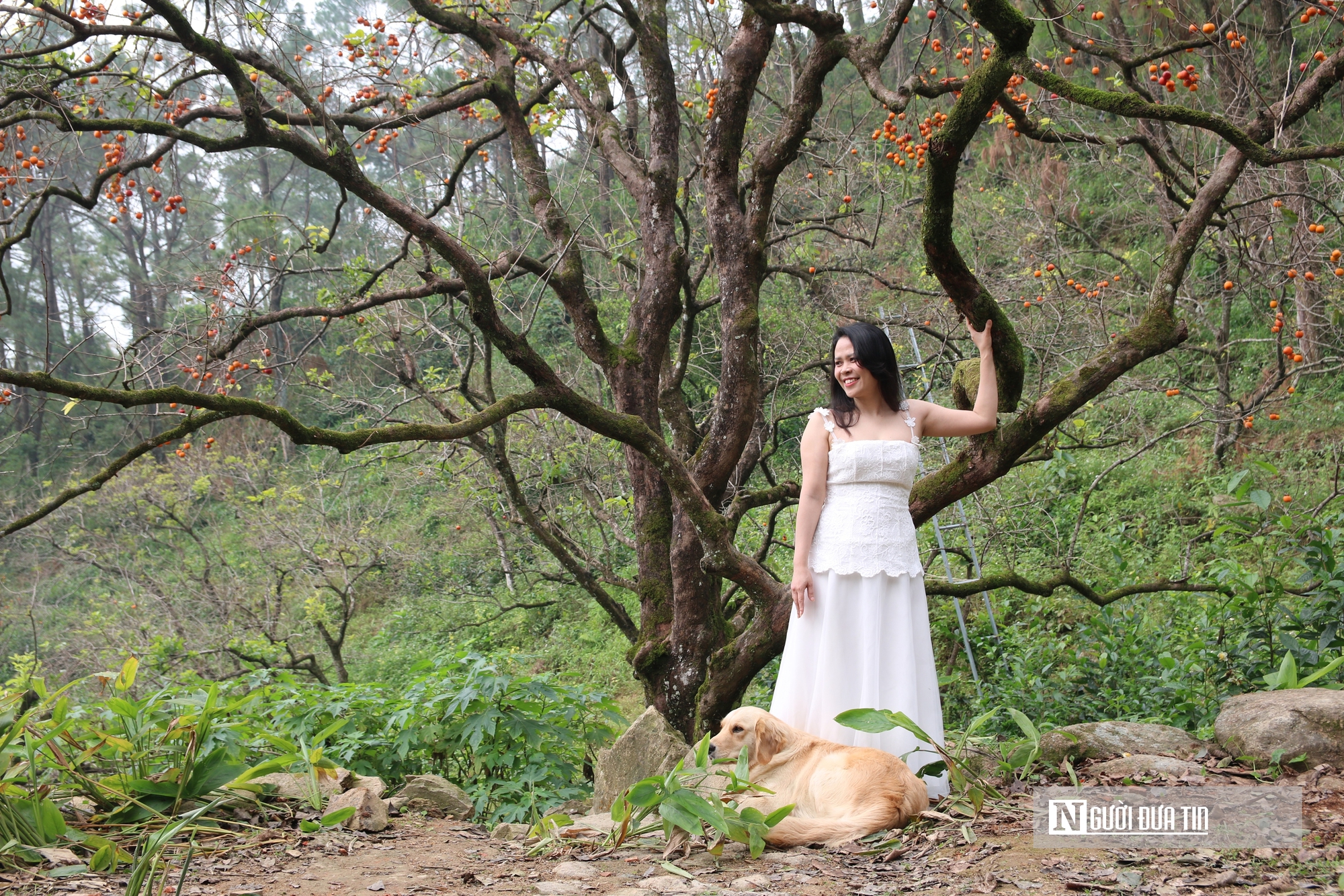 Vườn hồng trăm tuổi ở xứ Nghệ hút khách đến trải nghiệm, check - in- Ảnh 9. Vườn hồng trăm tuổi ở xứ Nghệ hút khách đến trải nghiệm, check - in- Ảnh 9.