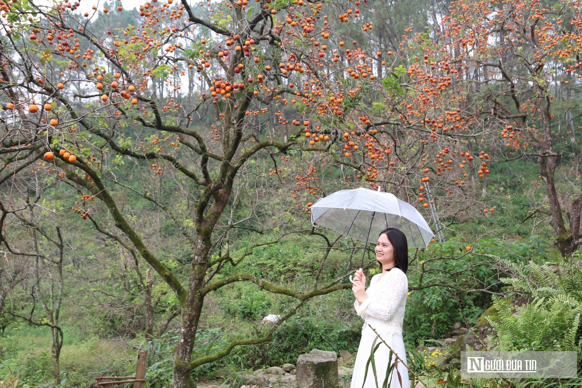 Vườn hồng trăm tuổi ở xứ Nghệ hút khách đến trải nghiệm, check - in- Ảnh 10. Vườn hồng trăm tuổi ở xứ Nghệ hút khách đến trải nghiệm, check - in- Ảnh 10.