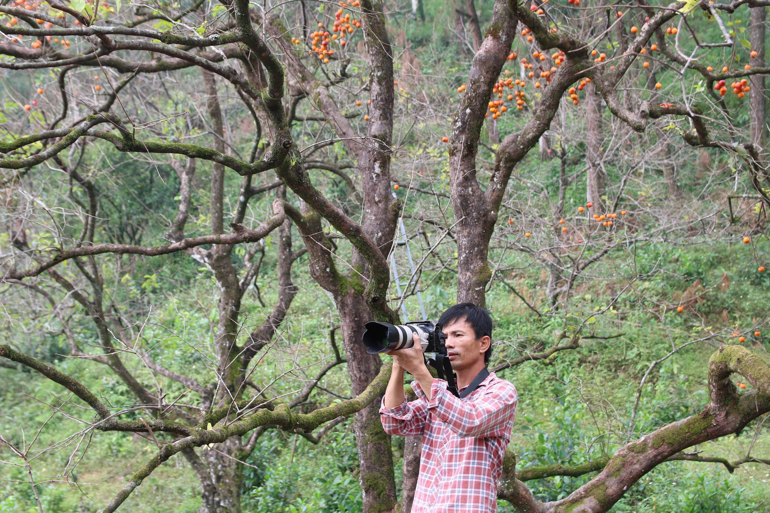 Vườn hồng trăm tuổi ở xứ Nghệ hút khách đến trải nghiệm, check - in- Ảnh 4. Vườn hồng trăm tuổi ở xứ Nghệ hút khách đến trải nghiệm, check - in- Ảnh 4.