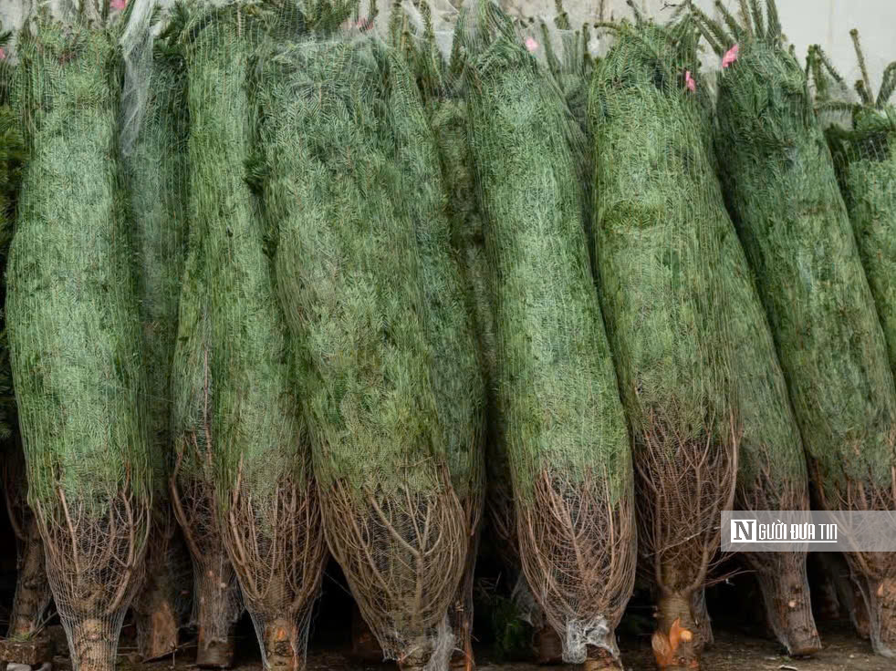 Cây thông, tùng mini “cháy hàng” mùa Noel 2025- Ảnh 2.