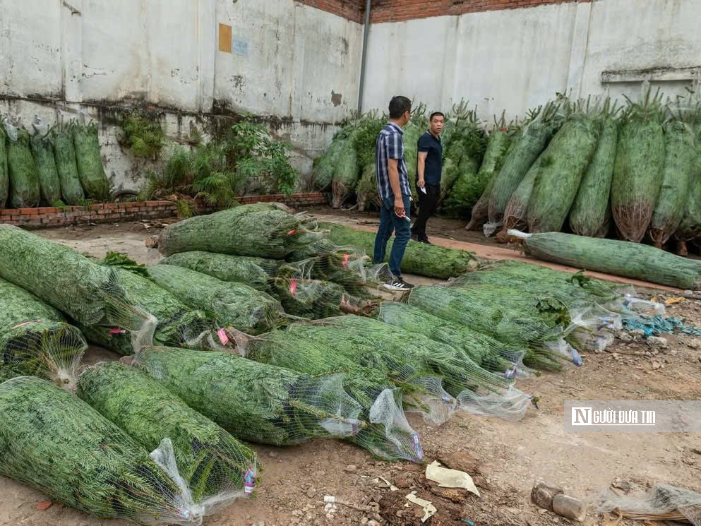 Cây thông, tùng mini “cháy hàng” mùa Noel 2025- Ảnh 4.