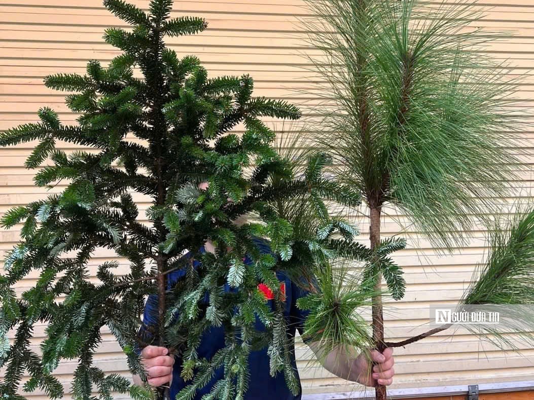 Cây thông, tùng mini “cháy hàng” mùa Noel 2025- Ảnh 5.