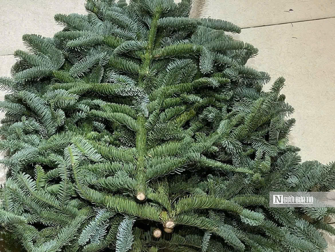 Cây thông, tùng mini “cháy hàng” mùa Noel 2025- Ảnh 6.