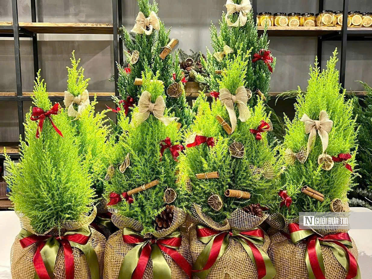 Cây thông, tùng mini “cháy hàng” mùa Noel 2025- Ảnh 8.