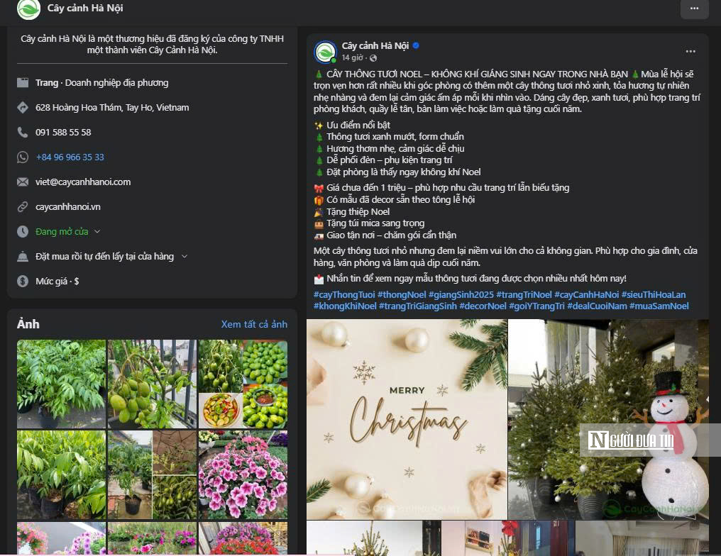 Cây thông, tùng mini “cháy hàng” mùa Noel 2025- Ảnh 12.