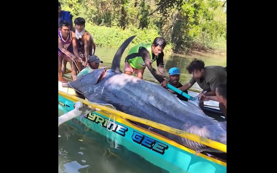 Người đàn ông câu được con cá "khổng lồ" nặng 200kg trên sông - Ảnh 2.