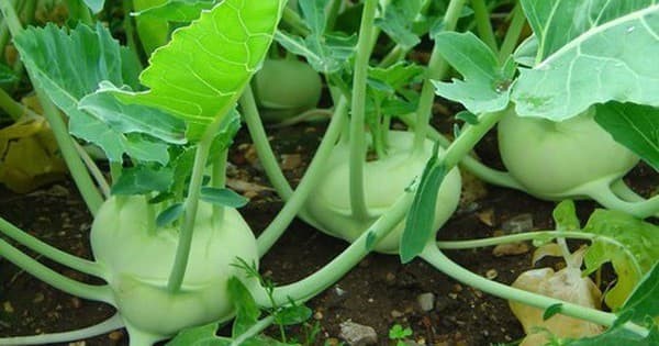 Loại củ l&agrave; "thần dược" bổ thận, gi&uacute;p lọc m&aacute;u, gi&aacute; rẻ đến bất ngờ - Ảnh 1.