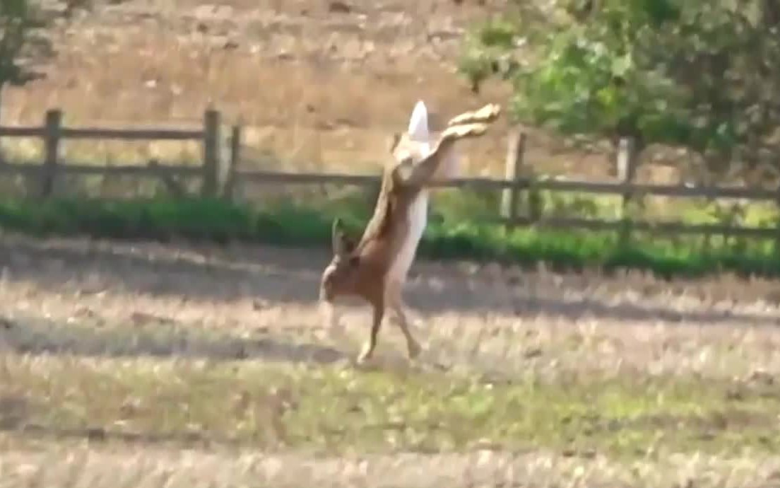 Kinh hoàng loài chim khổng lồ nuốt chửng rắn trong tích tắc - Ảnh 2.