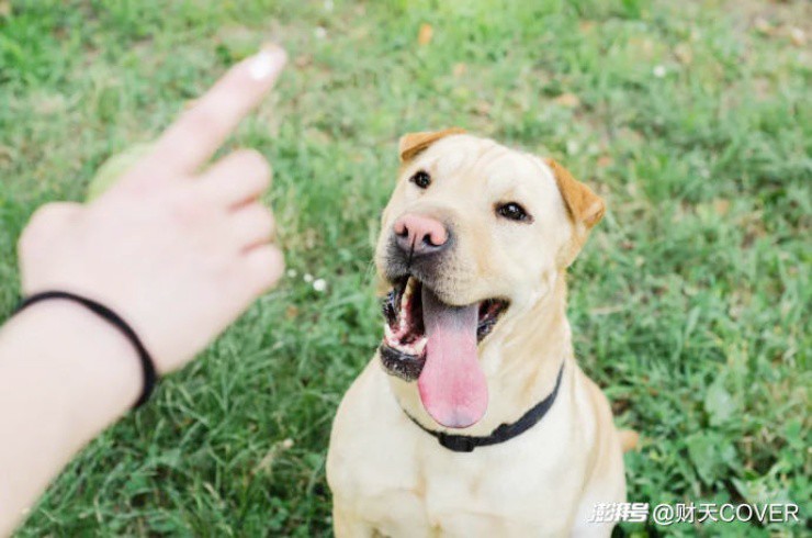 Nghề lạ "đi làm như đi chơi" tháng kiếm trăm triệu, nghe thôi đã muốn đi làm - Ảnh 1.