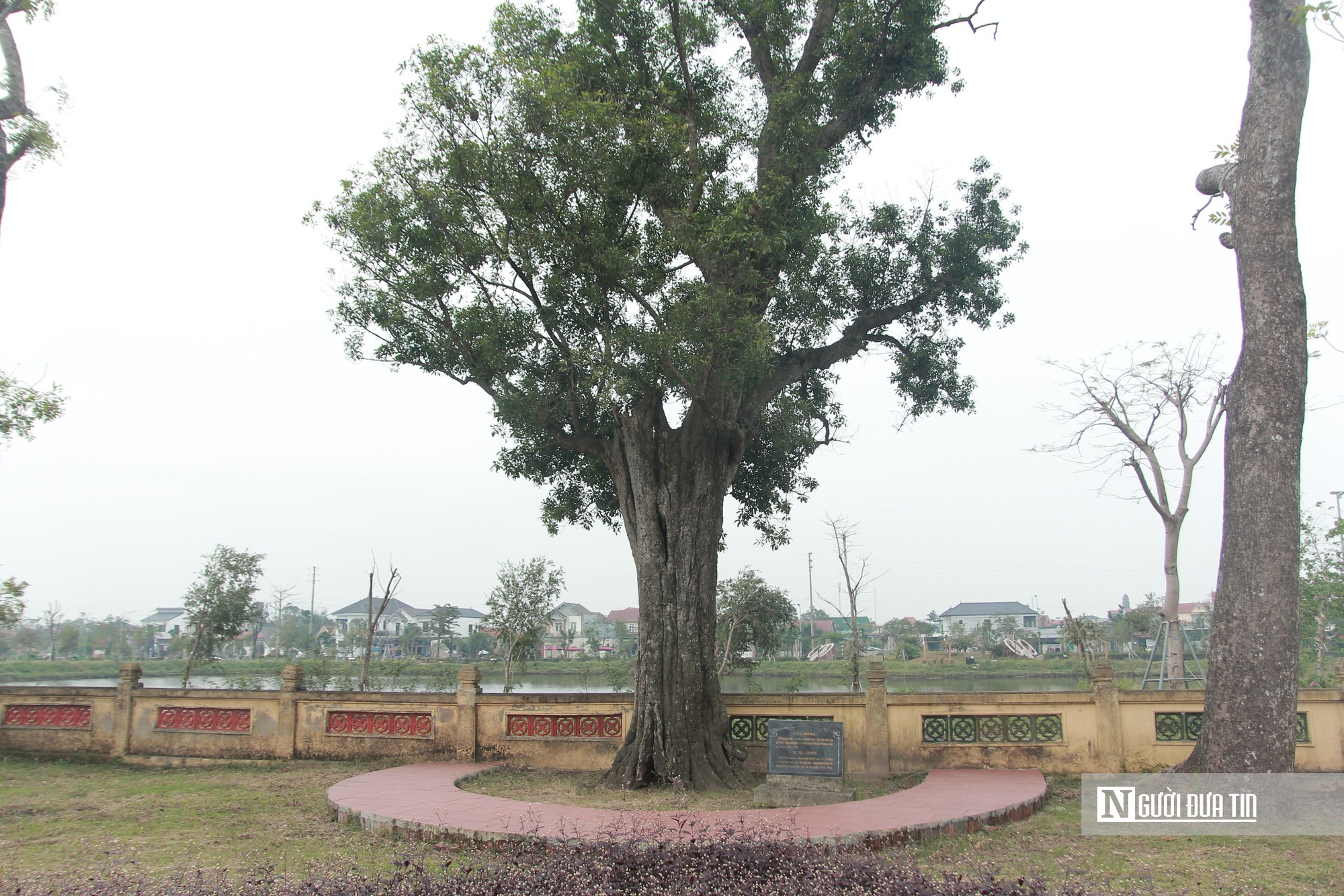 Cận cảnh 2 cây cổ thụ hơn 300 năm tuổi trong quần thể di tích Quốc gia đặc biệt Nguyễn Du ở Hà Tĩnh - Ảnh 3.