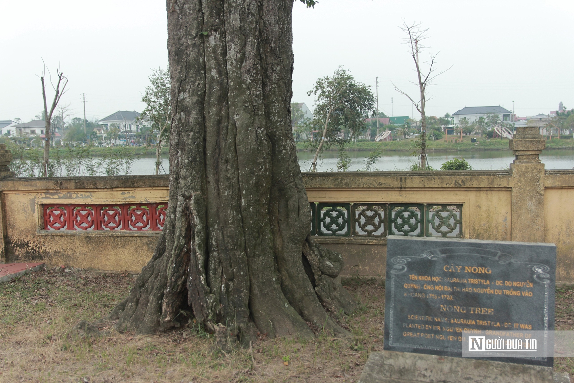 Cận cảnh 2 cây cổ thụ hơn 300 năm tuổi trong quần thể di tích Quốc gia đặc biệt Nguyễn Du ở Hà Tĩnh - Ảnh 4.