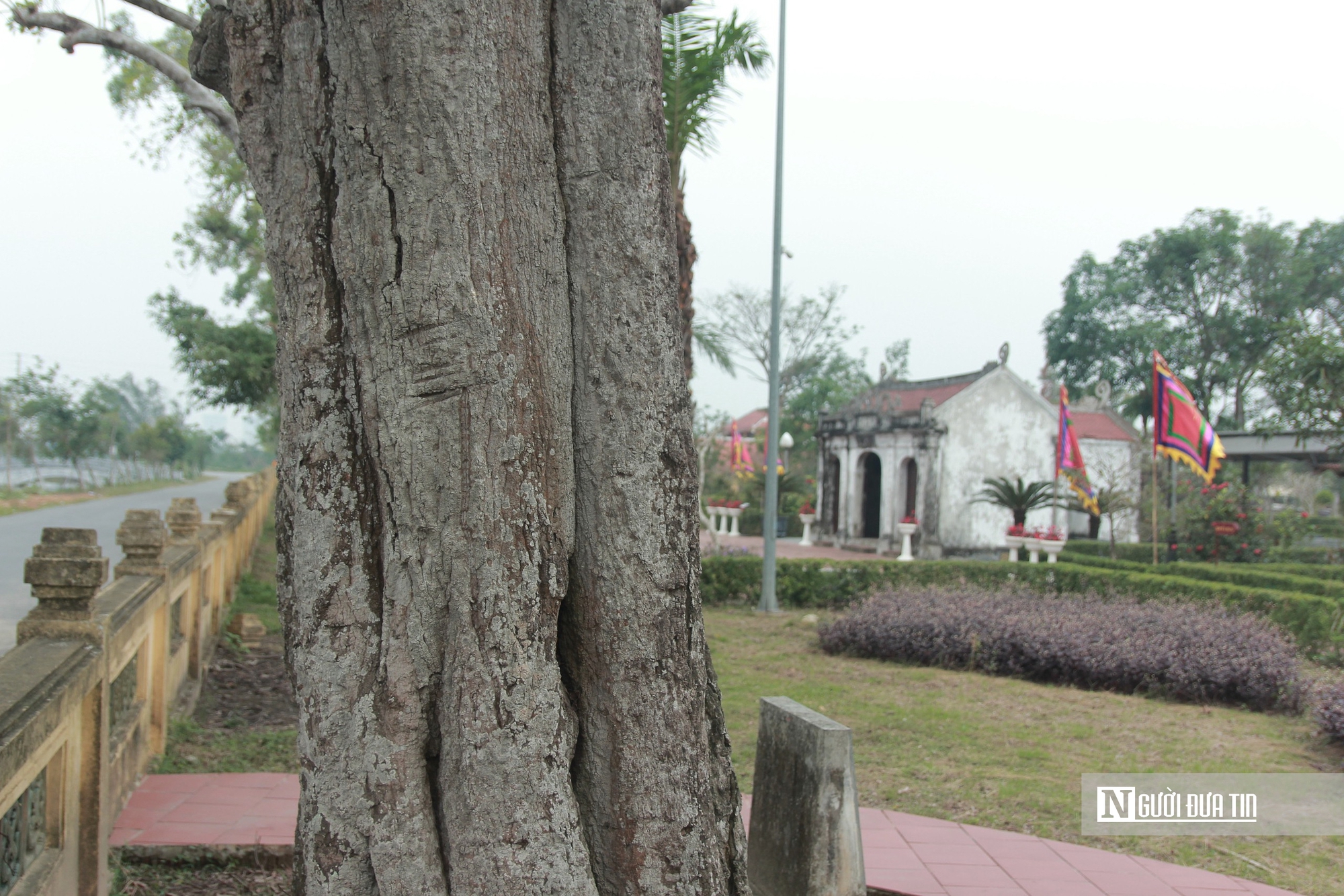 Cận cảnh 2 cây cổ thụ hơn 300 năm tuổi trong quần thể di tích Quốc gia đặc biệt Nguyễn Du ở Hà Tĩnh - Ảnh 5.