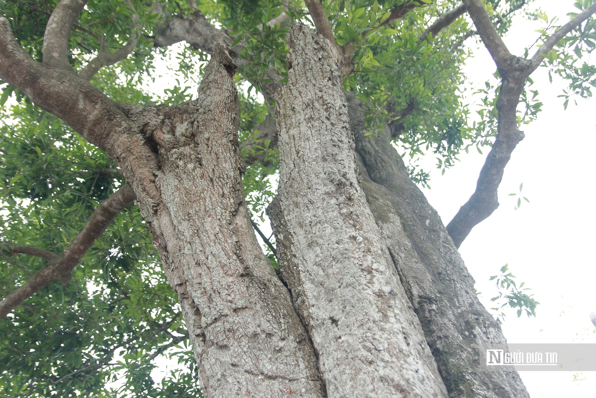 Cận cảnh 2 cây cổ thụ hơn 300 năm tuổi trong quần thể di tích Quốc gia đặc biệt Nguyễn Du ở Hà Tĩnh - Ảnh 6.