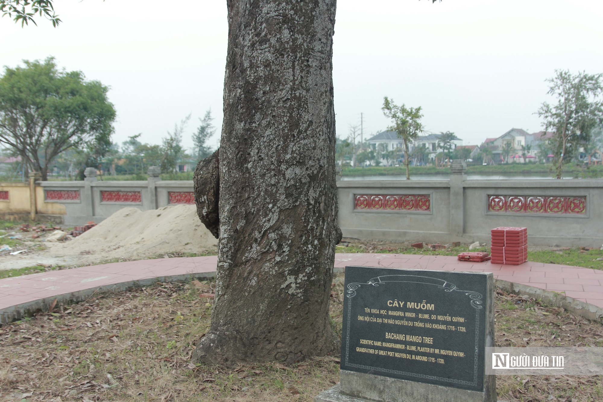 Cận cảnh 2 cây cổ thụ hơn 300 năm tuổi trong quần thể di tích Quốc gia đặc biệt Nguyễn Du ở Hà Tĩnh - Ảnh 7.