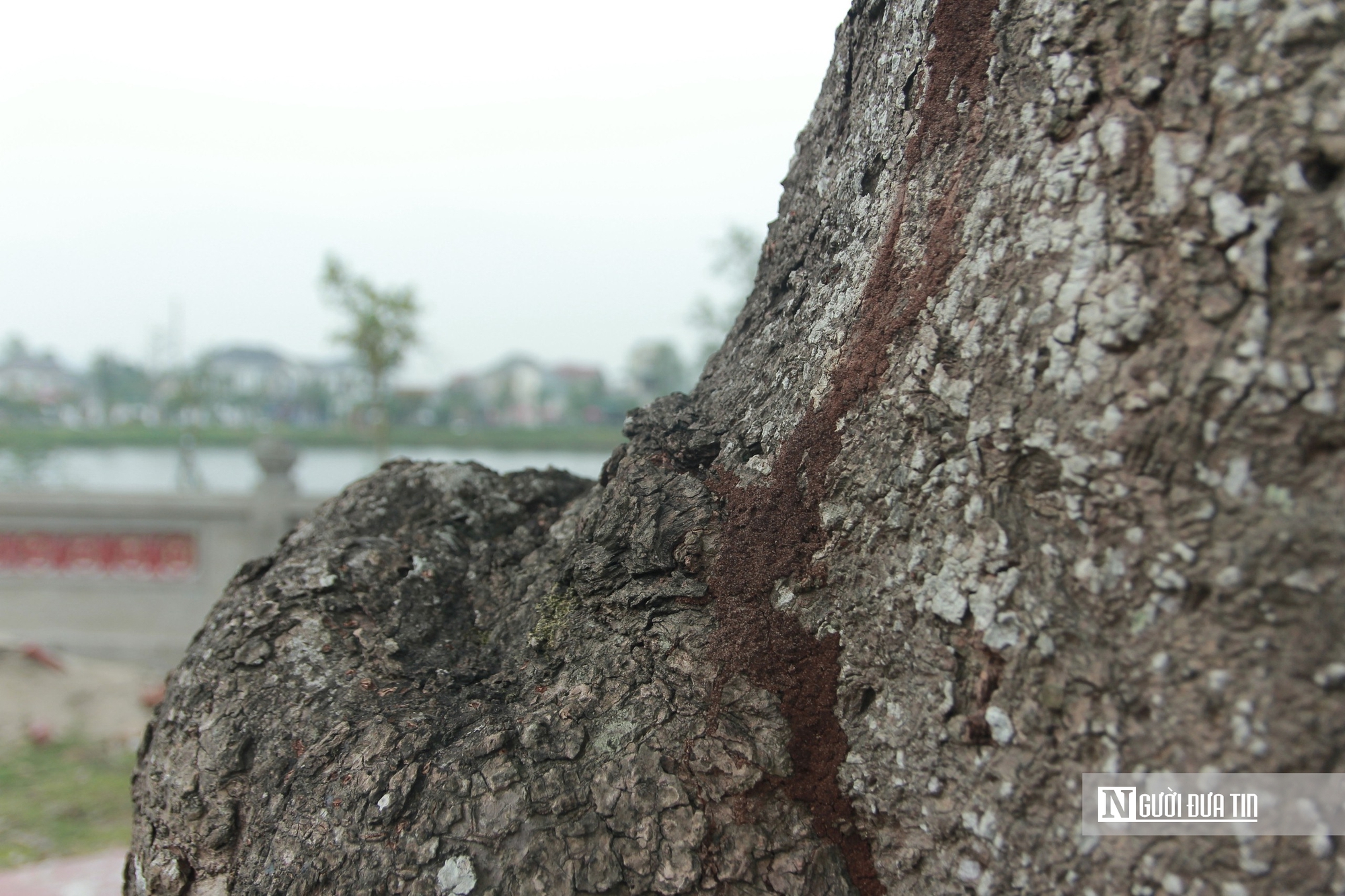 Cận cảnh 2 cây cổ thụ hơn 300 năm tuổi trong quần thể di tích Quốc gia đặc biệt Nguyễn Du ở Hà Tĩnh - Ảnh 8.