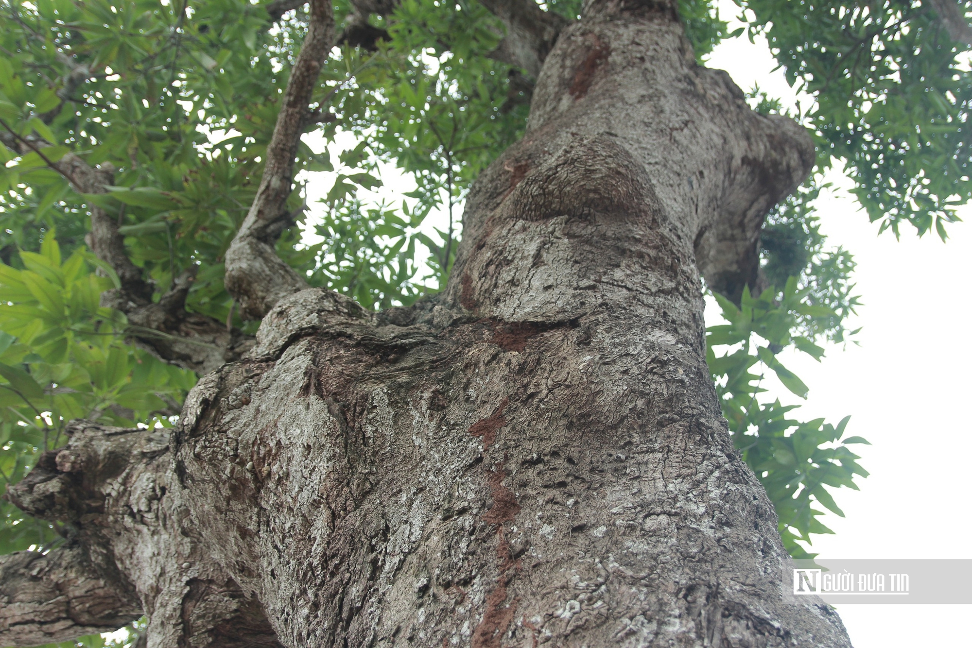 Cận cảnh 2 cây cổ thụ hơn 300 năm tuổi trong quần thể di tích Quốc gia đặc biệt Nguyễn Du ở Hà Tĩnh - Ảnh 9.