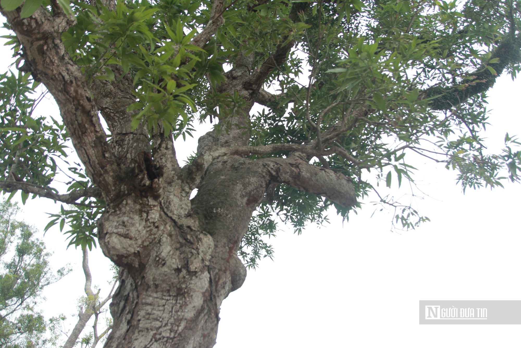 Cận cảnh 2 cây cổ thụ hơn 300 năm tuổi trong quần thể di tích Quốc gia đặc biệt Nguyễn Du ở Hà Tĩnh - Ảnh 10.