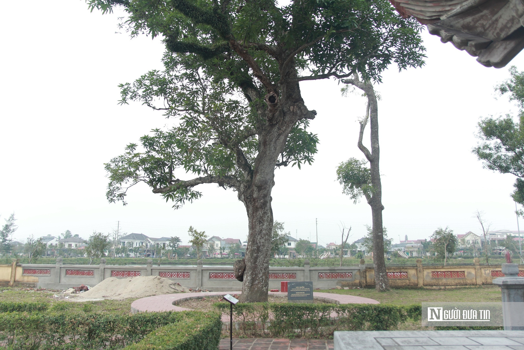 Cận cảnh 2 cây cổ thụ hơn 300 năm tuổi trong quần thể di tích Quốc gia đặc biệt Nguyễn Du ở Hà Tĩnh - Ảnh 11.