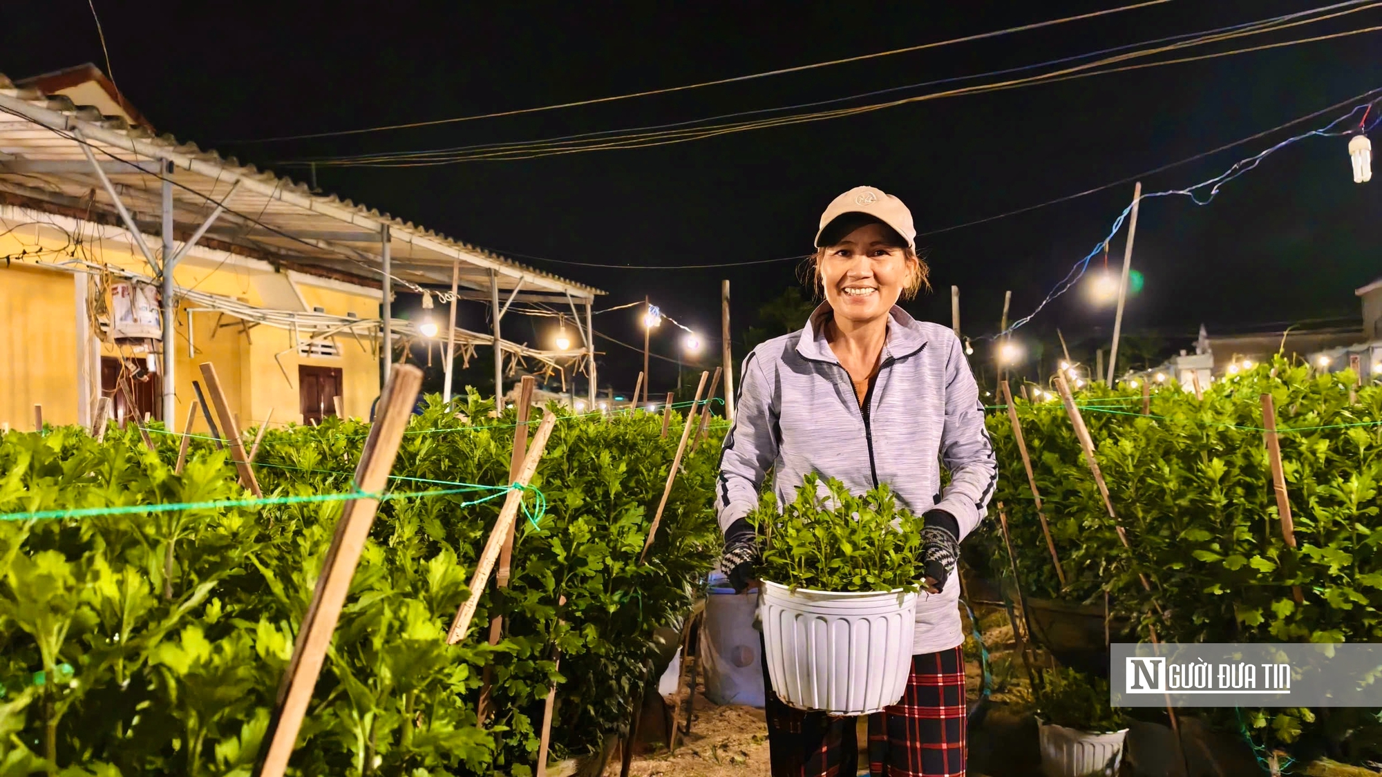 Quảng Ngãi: Nông dân trắng đêm chong đèn, giữ ấm cho mùa hoa Tết- Ảnh 6. Quảng Ngãi: Nông dân trắng đêm chong đèn, giữ ấm cho mùa hoa Tết- Ảnh 6.